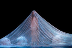 2022-06-19-Sjappoo-wonderwoud-19